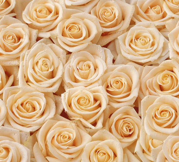 Creme de rosas sem costura padrão — Fotografia de Stock