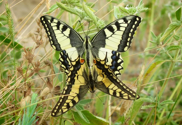 A mating pair of Machaon butterflies — Stock Photo, Image