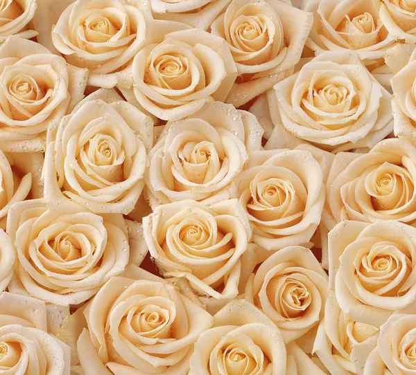 Vzor bezešvé krém růže — Stock fotografie