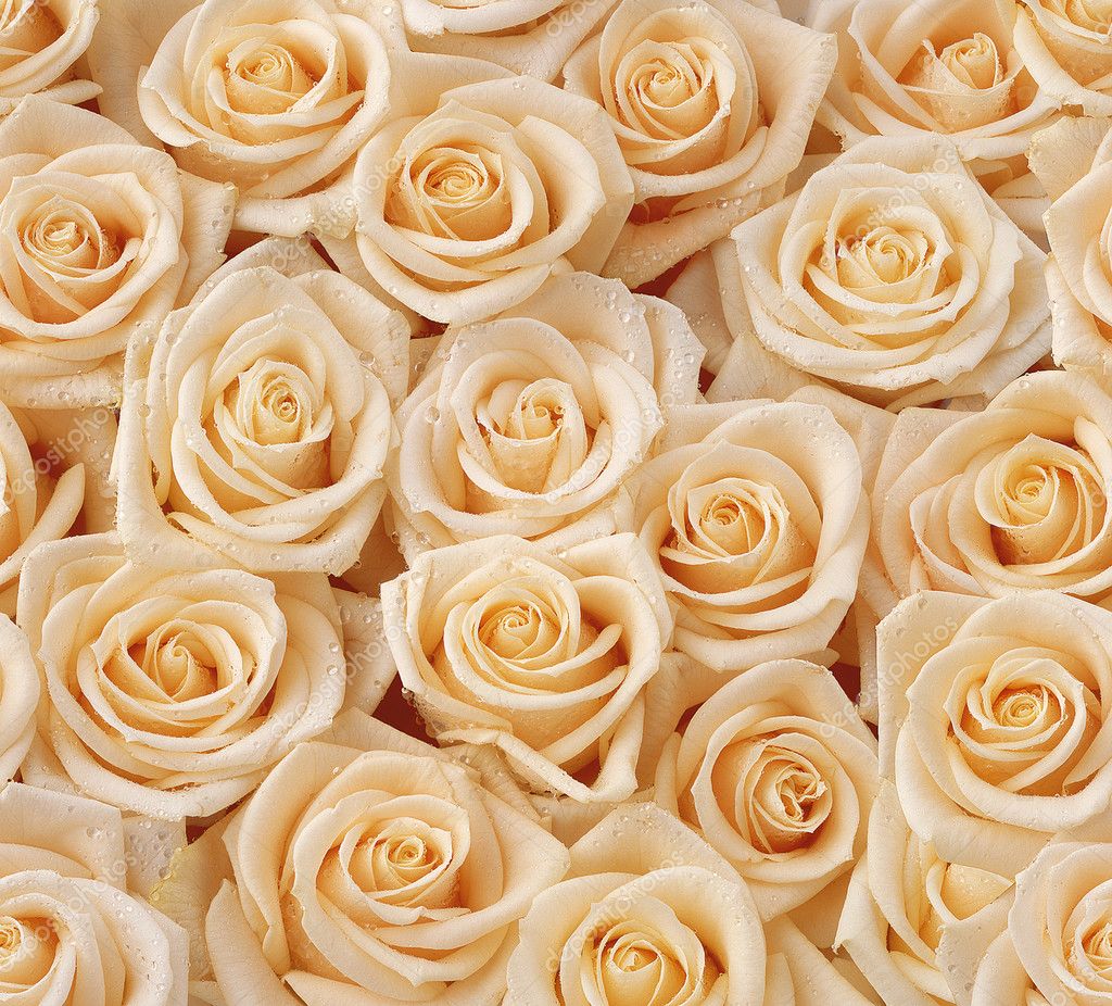 Beautiful Cream Roses Background, View From Above Stock Photo, Picture And  Royalty Free Image
