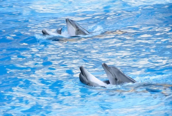 stock image Dolphin Dance