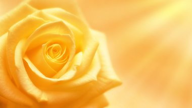 Yellow Rose clipart