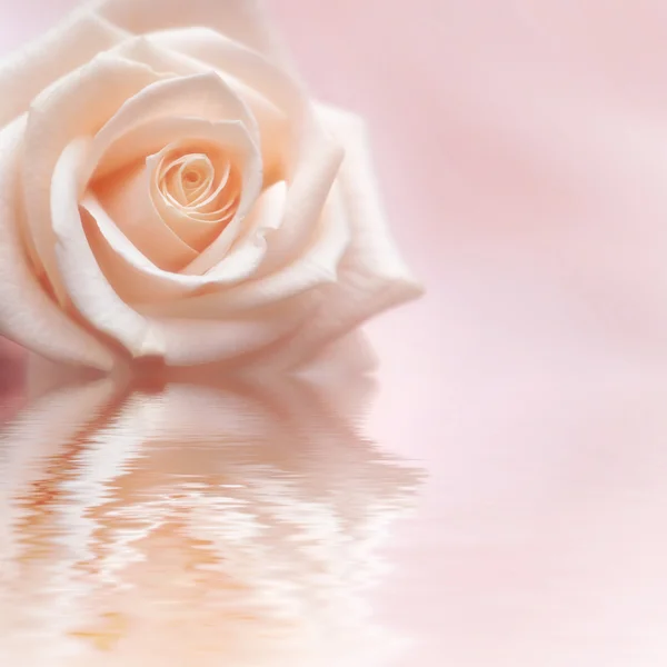Rosy Rose — Stock Photo, Image