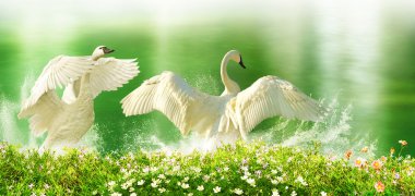 Playful Swans clipart