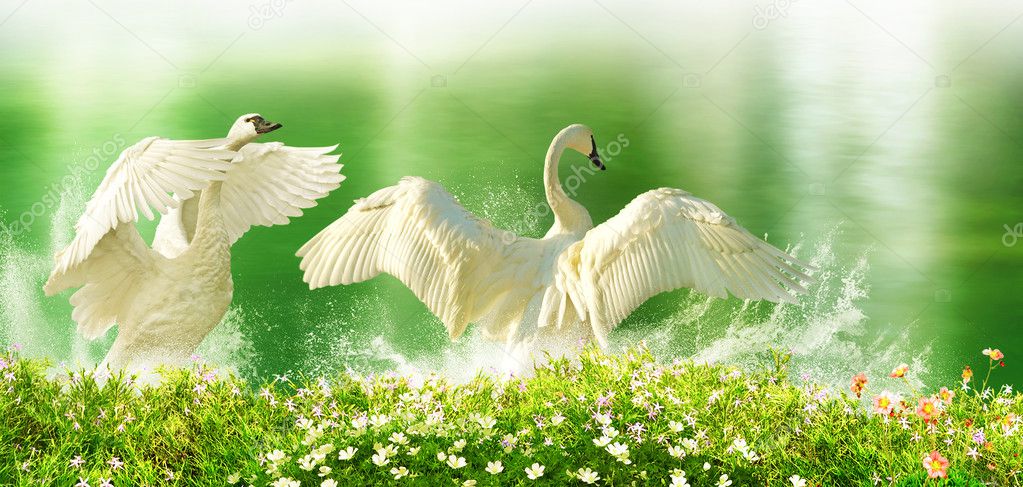 Playful Swans