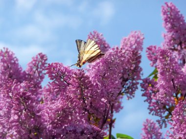 Swallowtail on the lilac bush clipart