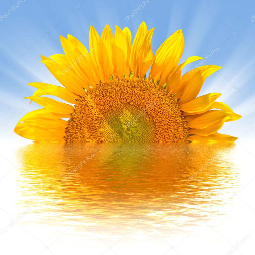 Sunflower in solar beams