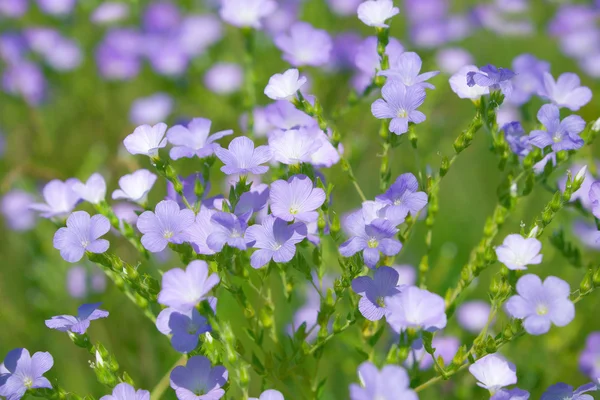 Blooming Flax — Stock Photo, Image