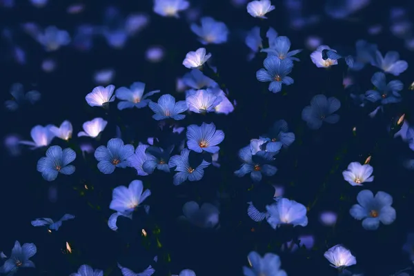 Blommor i månskenet — Stockfoto
