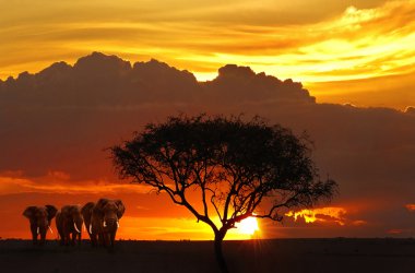 savanna çizimde günbatımı