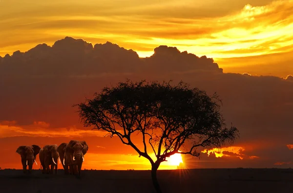 stock image Sunset in savanna illustration