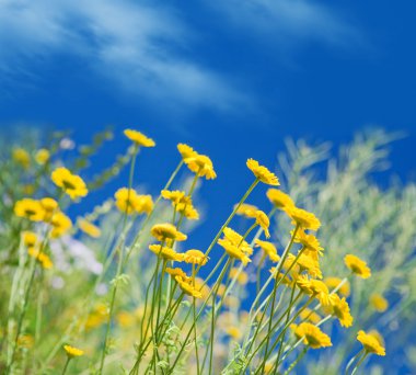 Yellow ox-eye daisy against blue sky clipart