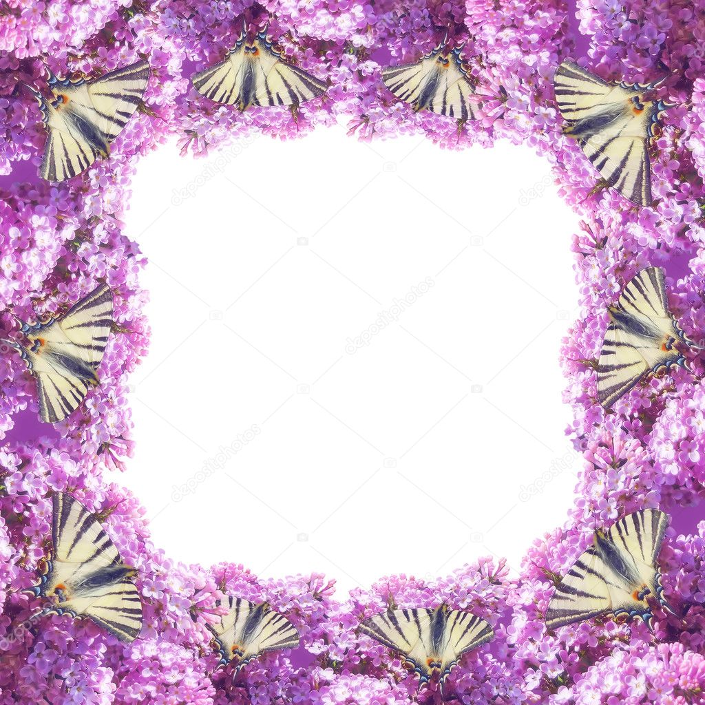 Swallowtail on the lilac frame