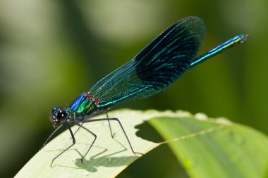 Macro of a Male Banded Demoiselle clipart