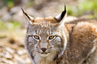 Close up of an Eurasian Lynx clipart