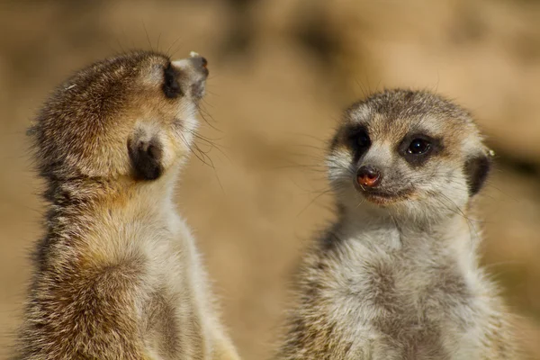 뒷 다리에 서 있는 두 meerkats — 스톡 사진