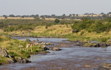 mara Nehri, zürafa