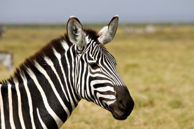 bir zebra Close-Up