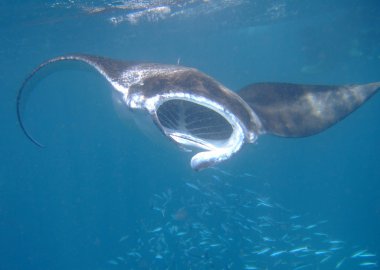 Manta ray filtering plankton clipart