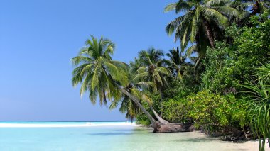 Palm tree , white beach and the ocean clipart