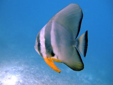 Tiera batfish, Ari Atoll, Maldives clipart
