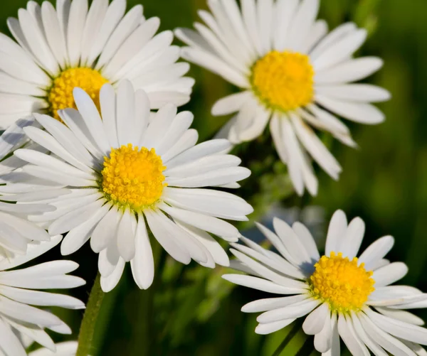 stock image Closeup of Daisies