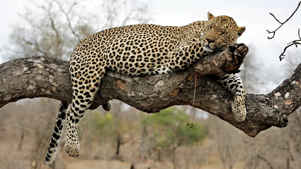 Отдыхающий леопард на дереве — стоковое фото