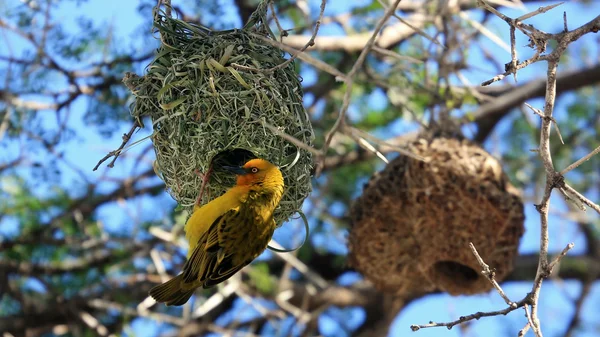 stock image Weaver bird, Montagu, Little Karoo, South Africa