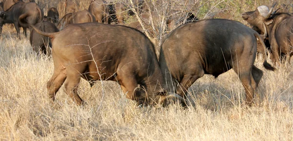 Lucha contra los búfalos, Parque Nacional Kruger —  Fotos de Stock