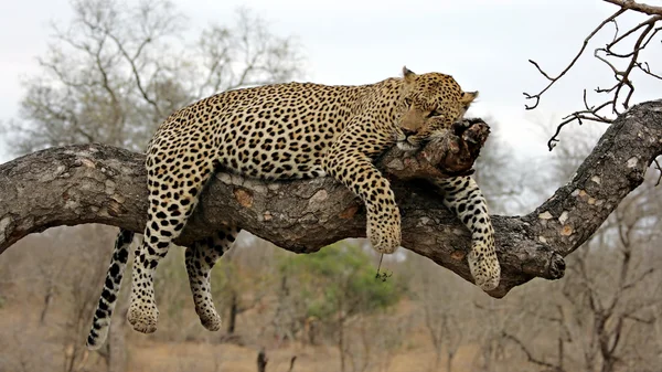 Leopard rusten in boom — Stockfoto