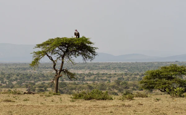 Vulturul pe un copac de acacia umbrelă — Fotografie, imagine de stoc