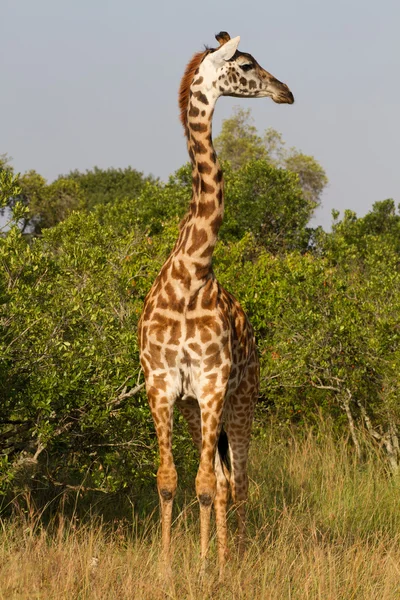 Retrato completo de una jirafa — Foto de Stock