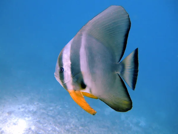 Tiera batfish, Ari Atoll, Maldivas — Fotografia de Stock