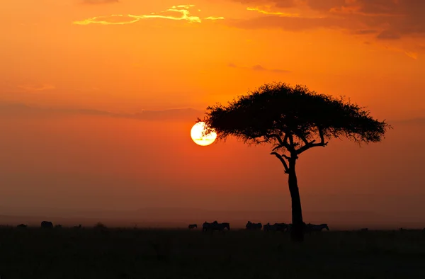 Zachód słońca w masai maria rezerwy krajowej Obraz Stockowy