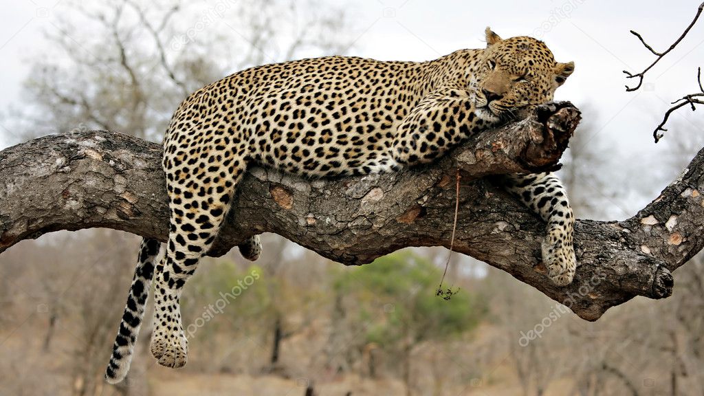 Resting Leopard on a tree