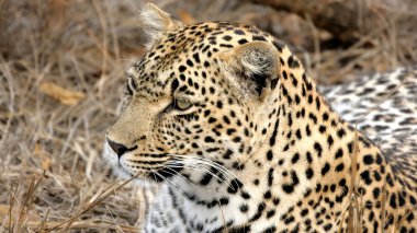 Portrait of a wild Leopard Sabi Sands clipart