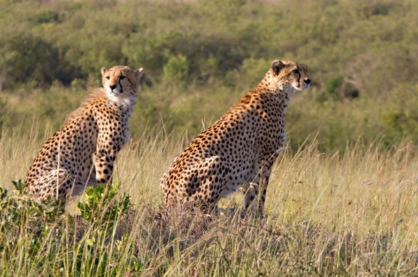 マサイマラ国立保護区で 2 つのチーター — ストック写真