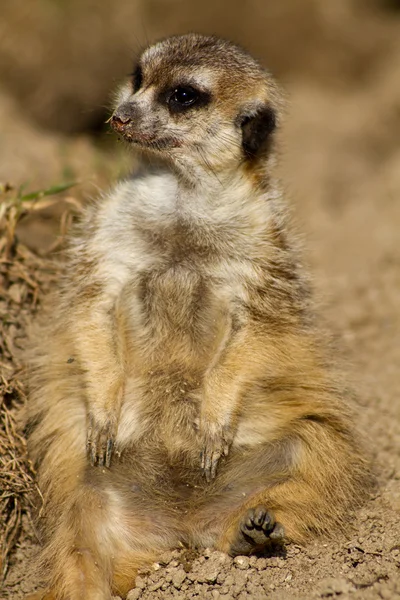 Retrato de um meerkat — Fotografia de Stock