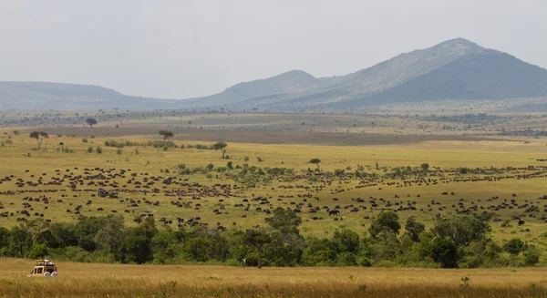 Safari în timpul marii migrații — Fotografie, imagine de stoc