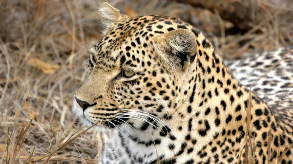 Porträt eines wilden Leoparden Sabi Sand — Stockfoto