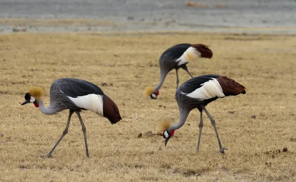 Three Black crowned cranes — Stock Photo, Image