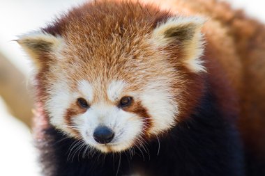 Kızıl bir pandaya yakın dur.