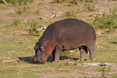 Hippo tarama