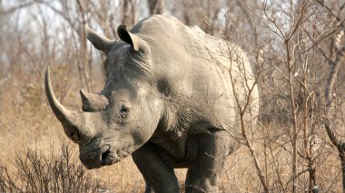 Rhinoceros, Kruger National Park, South Africa clipart