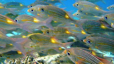 Shoal of Striped large-eye bream, Maldives clipart