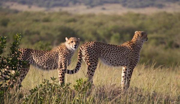 Cheetahs in Masai Mara National Reserve — Stock Photo, Image