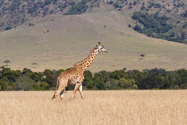 Jirafa en la reserva de caza Masai Mara — Foto de Stock