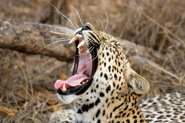 Позіхаючи леопард — стокове фото