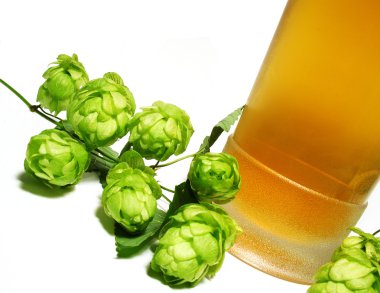 beyaz üzerine hop bitki