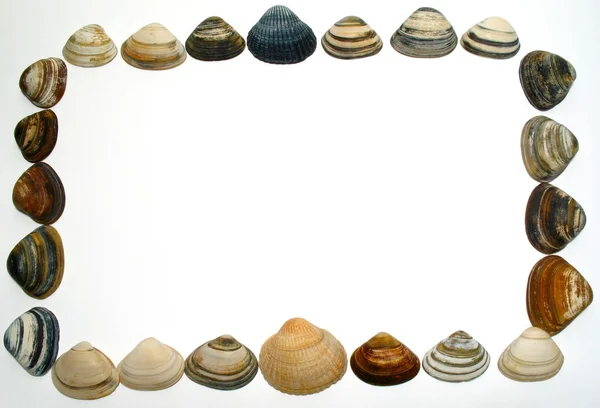 Sea shell background on white — Stock Photo, Image